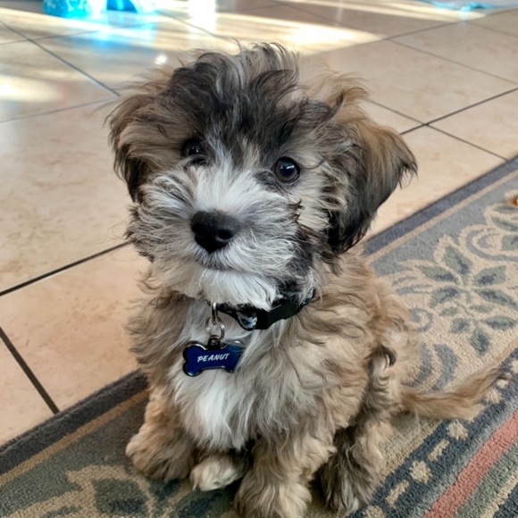 Meet your Posher, Marley 🌹 - Picture 5 of 12